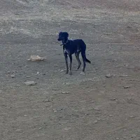 جان ناموستون الکی پیام ندید