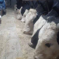 کاه  کاه نرم . پرس کاه