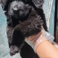 فروش توله سگ ژرمن بلک موبلند زیبا|سگ|کرج, جهان‌شهر|دیوار