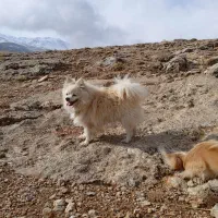 پامر نر درجه یک جوان وبازی گوش