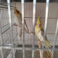 عروس هلندی لوتینو مولد