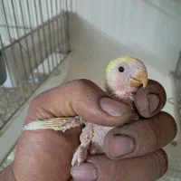 طوطی جوجه سرلاکی|پرنده|سمنان, |دیوار