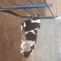 گوساله ماده هلشتاین اصل