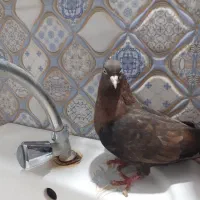 کفتر تافته ماده