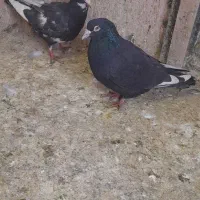 کفتر سوراخی پریده مخ|پرنده|کرمان, |دیوار