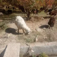 میش|حیوانات مزرعه|پادنا علیا, |دیوار