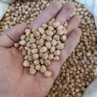 نخود بهاره بیونیج همدان|خوردنی و آشامیدنی|شیراز, دانشگاه شیراز|دیوار