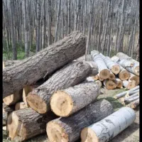 خریدارو برش همه نوع چوب تر و خشک با بالاترین قیمت)