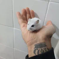 همستر خونگی|موش و خرگوش|یزد, |دیوار