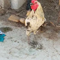 فروش مرغ  و خروس محلی