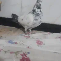 کبوتر کله دم سیاه ماده