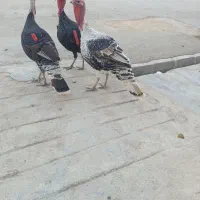 سه عدد بوقلمون نر به فروش میرسد دونه ای دو ‌پانصد|حیوانات مزرعه|ایذه, |دیوار