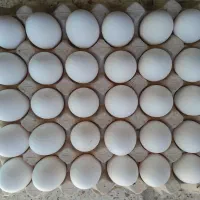 تخم مرغ صنعتی دومینو