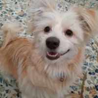 واگذاری سگ ۸ ماهه نژاد میکس تریر