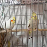 فروش یک جفت عروس هلندی مولد بشرط همراه با جوجش