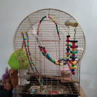 عروس هلندی نر یکساله