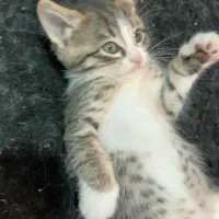 بچه گربه های ۲ماهه نر