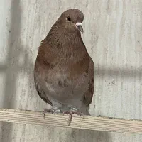 کبوتر زرد ماده غریب