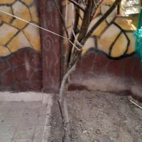 فروش خانه ویلایی ۱۰۰  متری ۱ خوابه در درابد امام|فروش خانه و ویلا|مشهد, درابد امام|دیوار
