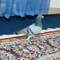 کفتر سبز مسافتی|پرنده|شاندیز, |دیوار