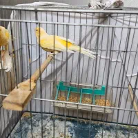 قناری|پرنده|تهران, باغ خزانه|دیوار