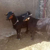 بزغاله