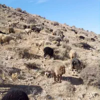 میش ترکی شیشک