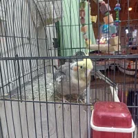 فروش عروس هلندی باقفس|پرنده|قم, نیروگاه|دیوار