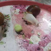 حلزون|خزنده|قم, باغ کرباسی|دیوار