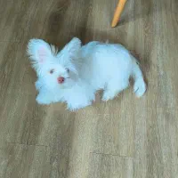 شیتزو چشم رنگی