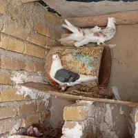 کبوتر(گرده دار)