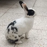 خرگوش|موش و خرگوش|اهواز, کیان اباد|دیوار