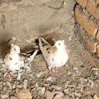 جفت کبوتر گلی