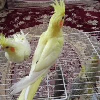جوجه عروس هلندی