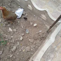 مرغ و جوجه|حیوانات مزرعه|بهبهان, |دیوار