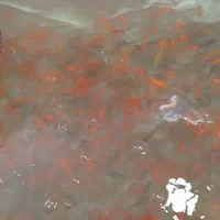 ماهی|ماهی|گرگان, |دیوار