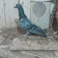 کفتر .سبز. سار هفترنگ ‌.سار سرخ|پرنده|کاشمر, |دیوار