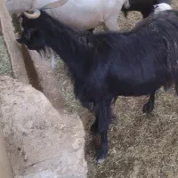 بز و کهره مایع
