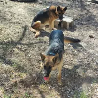 یک جفت سگ ژرمن گم شده|سگ|پاریز, |دیوار