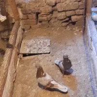 کفتر|پرنده|قم, هفت تیر|دیوار