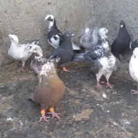 کفتر رنگی وسار