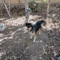 واگذاری سک ماده