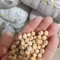 نخود اعلا دیمی برداشت امسال