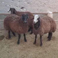 بره نر درجه یک گوسفند بز میش