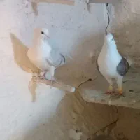 کبوتر‌۳عدد‌‌پشدار‌نر‌ماده‌‌