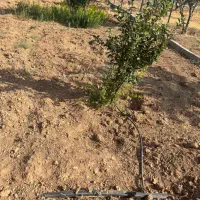 باغشهر ساوالان|فروش زمین و ملک کلنگی|زنجان, |دیوار