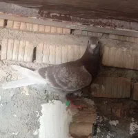 دوعدد کفترماده