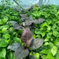 بزرگترین تولید کننده پتوس وگل آپارتمانی درخت میوه|گل و گیاه طبیعی|مشکیندشت, |دیوار