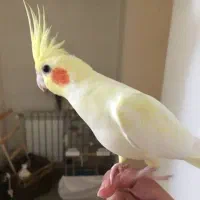 فروش و خرید انواع پرنده|پرنده|اسلامشهر, شهرک واوان|دیوار