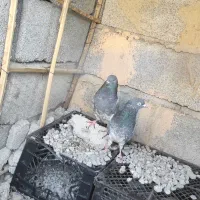 سلام نرماده|پرنده|ایرانشهر, |دیوار